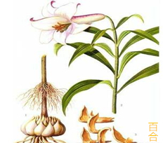 百合